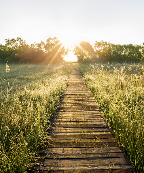 A Wooden Trail through the Meadow in a sunny day
